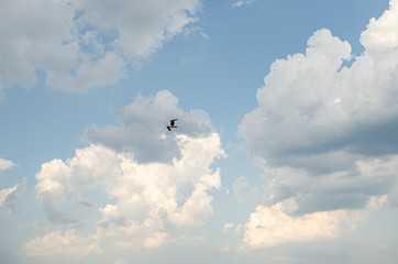 bird