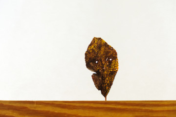  Leaf in the form of face with the mood of autumn fixed on a wooden surface on a white background....
