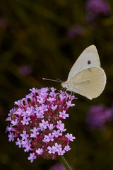 Cabbage white butterfly on verbena flower