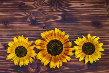 Obraz premium brown wooden background with yellow sunflowers