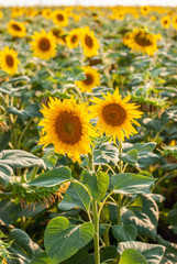 Obraz premium Open sunflowers in a field of sunflowers in the evening at sunset.