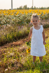 Little girl hold in her lowered hand a bouquet of flowers of sunflowers in a white dress near a field of sunflowers in the evening at sunset.