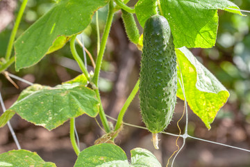 fresh cucumber growing in the garden