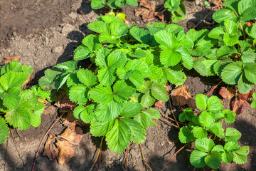 Organic strawberry plant growing in the spring
