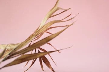Tropische trockene Blätter auf rosa Hintergrund. Nahaufnahme © NKTN