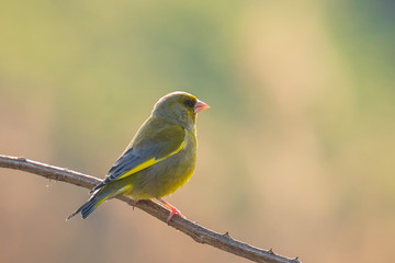 Greenfinch Chloris chloris bird singing