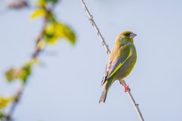 Greenfinch Chloris chloris bird singing