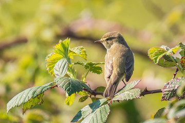 Common chiffchaff bird Phylloscopus collybita