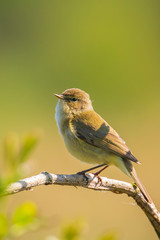 Common chiffchaff bird Phylloscopus collybita