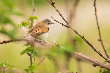 Whitethroat bird, Sylvia communis, singing