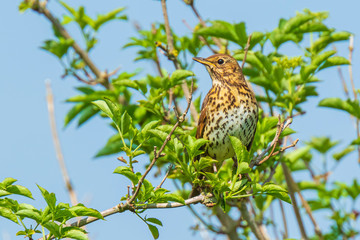 Closeup of a Song thrush Turdus philomelos bird singing in a tree