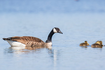 Canadian goose and chicks, Branta canadensis