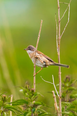 Obraz premium Whitethroat bird, Sylvia communis, foraging in a meadow
