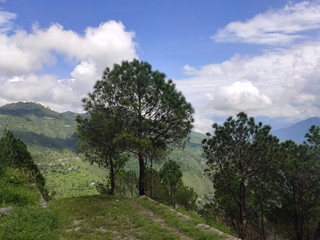 Obraz premium Beautiful trees in the forest