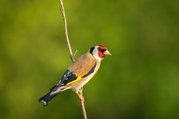 European goldfinch bird, (Carduelis carduelis), perched eating seeds during Springtime season