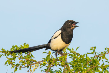 Eurasian magpie or common magpie Pica pica perched in a tree