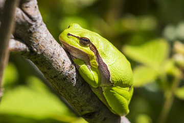 Fototapeta premium Closeup of a small European tree frog (Hyla arborea or Rana arborea) heating up in the sun.
