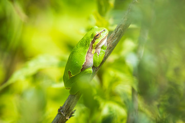 Closeup of a small European tree frog (Hyla arborea or Rana arborea) heating up in the sun.