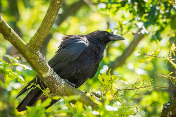 Closeup of a carrion crow Corvus corone black bird perched in a tree