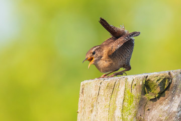 Eurasian Wren bird (Troglodytes troglodytes) display, singing and mating during Springtime season