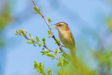 Eurasian reed warbler Acrocephalus scirpaceus bird singing in reeds during sunrise.