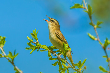 Obraz premium Sedge Warbler, Acrocephalus schoenobaenus, singing
