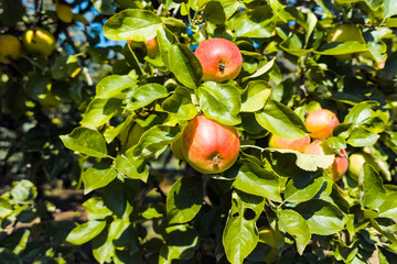Eco farm with biological orchard, organic apples ripening on apple tree