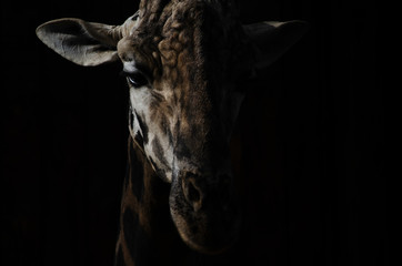 Retrato Girafa © Eduard