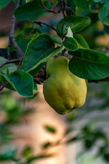 Yellow apple-quince fruits pirening on quince tree