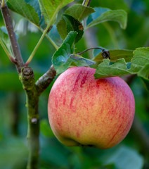 Eco farm with biological orchard, organic apples ripening on apple tree