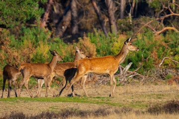 Naklejka na ściany i meble Female Red Deer doe or hind, Cervus elaphus