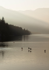 Patos sobrevolando el lago Bohinj (Eslovenia)