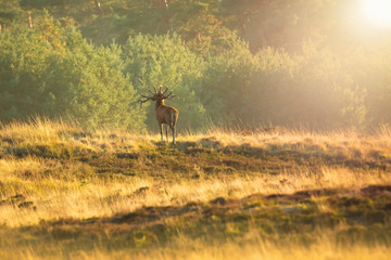 Male red deer stag cervus elaphus, rutting during sunset