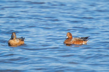 Male and female Eurasian wigeon Anas penelope swimming on clear blue water