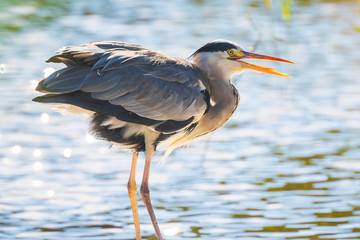 Great blue heron Ardea herodias hunting in a lake