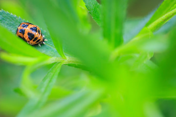 Ladybug larva insect closeup