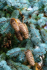 Blue spruce with long cones, nature Christmas background