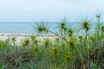 Close up Spinifex littoreus grass on the beach.