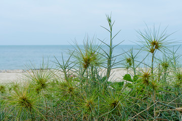 Close up Spinifex littoreus grass on the beach.