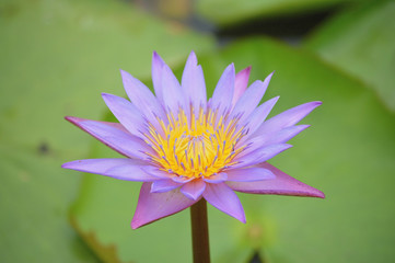 Close-up photographing makes a color of the flower seem to be a water color picture