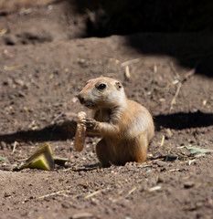 prairie dog, mongooses