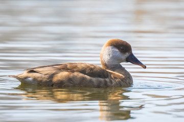 Female red-crested pochard (Netta rufina) waterfowl, low point of view.