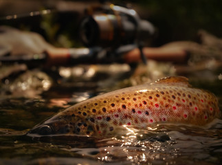 Wild Brown Trout