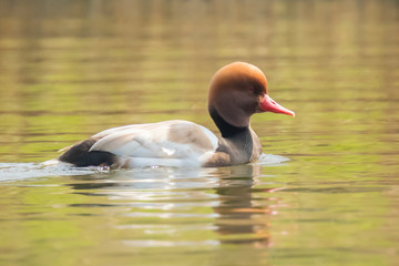 Male red-crested pochard (Netta rufina) waterfowl, low point of view.