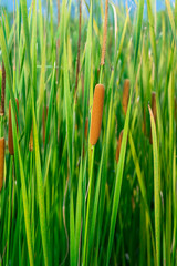 Close up of Narrow-leaved Cattail or Soft Flag plant.