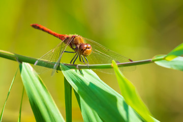 Red male Common Darter Sympetrum striolatum resting