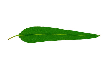 Eucalyptus leaves on a white background.