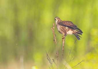 Common buzzard, Buteo buteo bird of prey , in flight, touching down and hunting