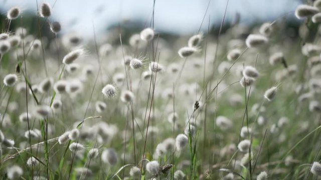 Lagurus ovatus / Lagure ovale field slow motion in the wind. Ile de R&eacute; - France