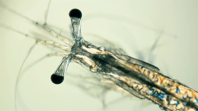 Black Sea plankton and zooplankton under a microscope, Mysid shrimp, looks very much like a shrimp, class Malacostraca, type Arthropoda, genus Mesopodopsis